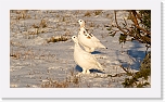 kiirunat rock ptarmigans -9064 * 1000 x 562 * (560KB)